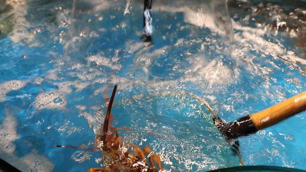 香港海鲜花胶鸡,香港花胶鸡推荐