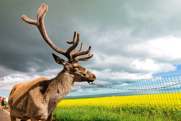 到青海湖旅游注意事项,去青海湖需要注意什么