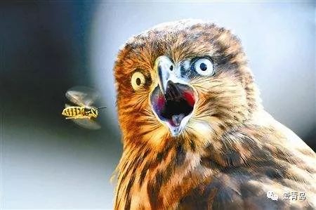 海淘假货一览表,海淘里面的东西都是正品吗能买吗