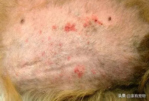 犬皮肤问题,如何鉴别犬类皮肤病