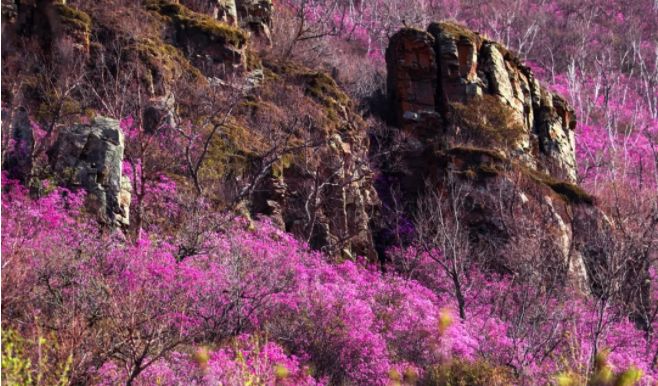 巴林左旗城市全景,巴林左旗市
