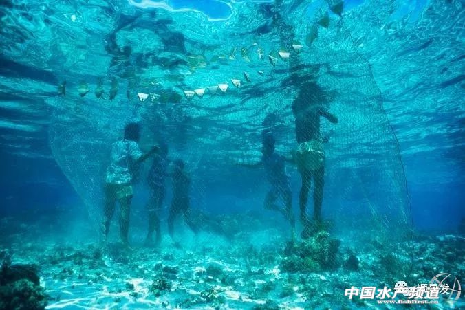 中国海鲜市场未来几年的发展,全球海鲜行业发展趋势