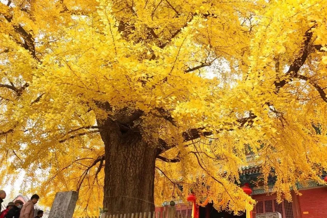 郑州市长向世界发出邀请,郑州向全球招才引智