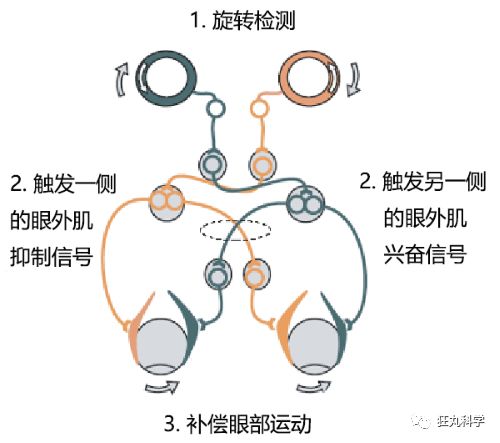 在鸡头装摄像头当稳定器,给鸡头安摄像头
