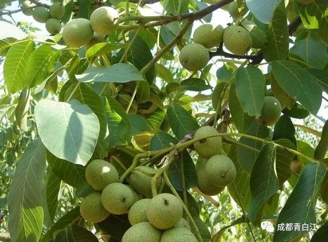 青白江的小伙伴们看过来！携手甘孜九龙，乐购别样年货！