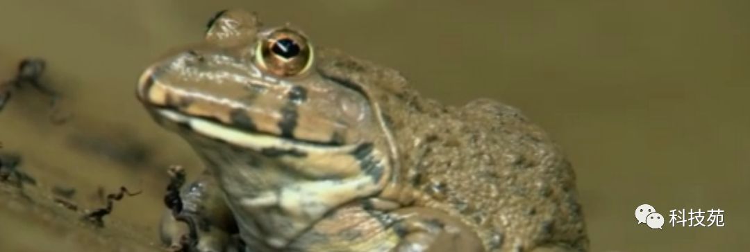 养2万只石蛙投资多少,养石蛙一亩一年能赚多少