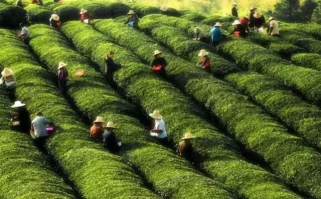 去南京旅游有什么特产值得带回,南京有什么特产送朋友最好