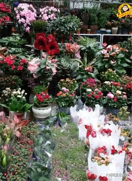 大连免费赏花好去处,逛遍大连