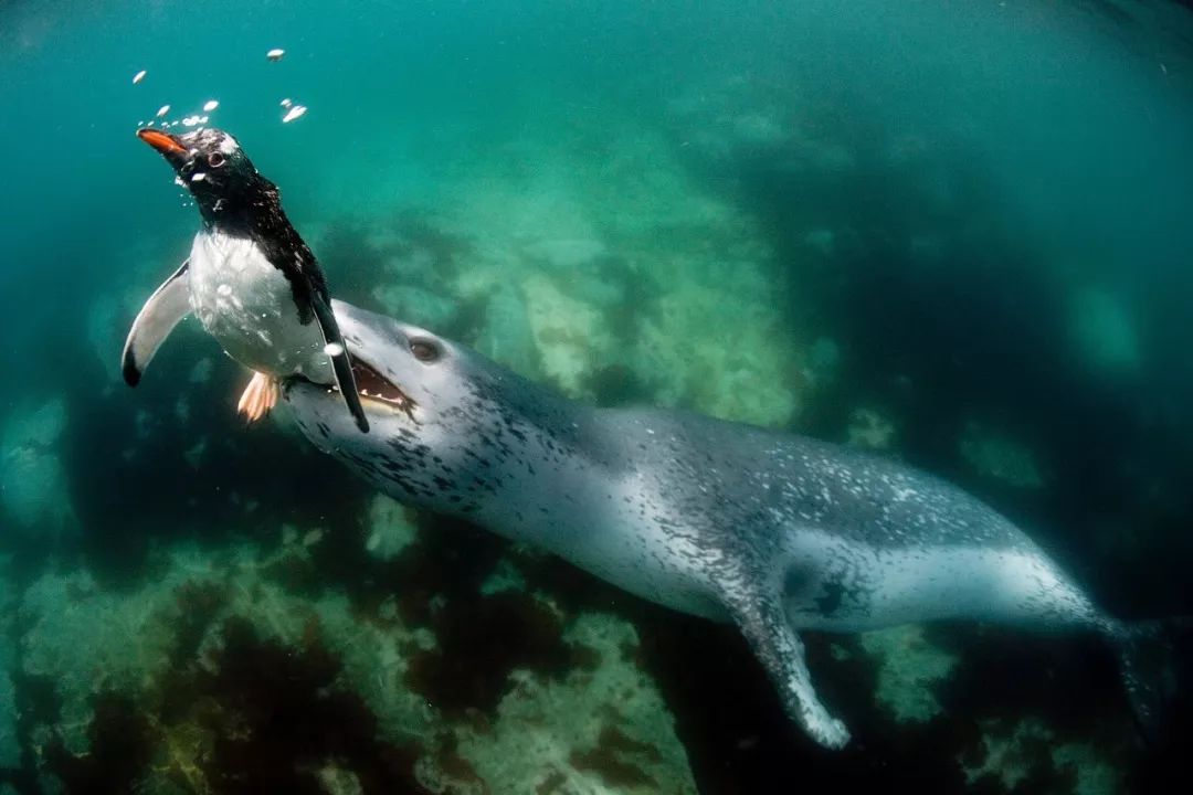 被北极熊追杀，抓拍鲨鱼咬向自己的瞬间……68岁摄影师玩命告诉你：为什么外国人这么少？