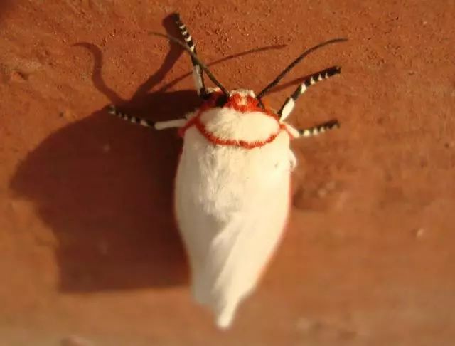 农作物害虫大全及防治,蔬菜害虫图片大全集