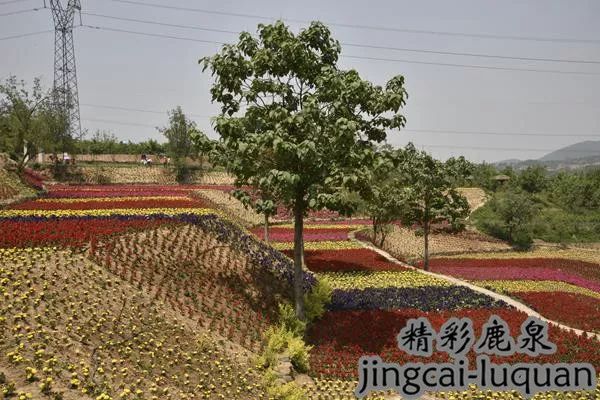 2018鹿泉的“政府帐本”来了！