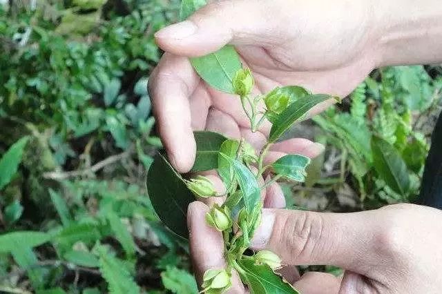 防城港好货,防城港哪里有干货批发