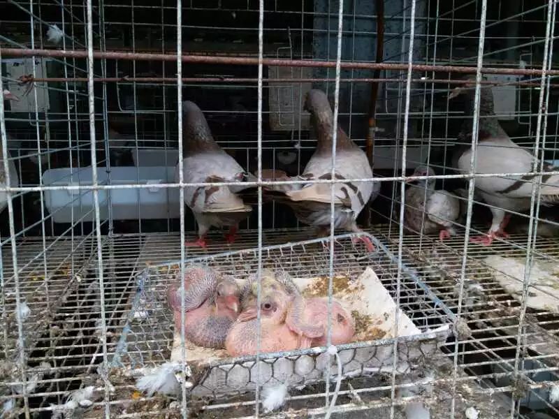 家庭养殖肉鸽的收益,发展肉鸽养殖项目助推残疾人致富