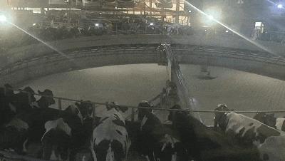 奶粉和牛奶怎么选,牛奶选什么比较好