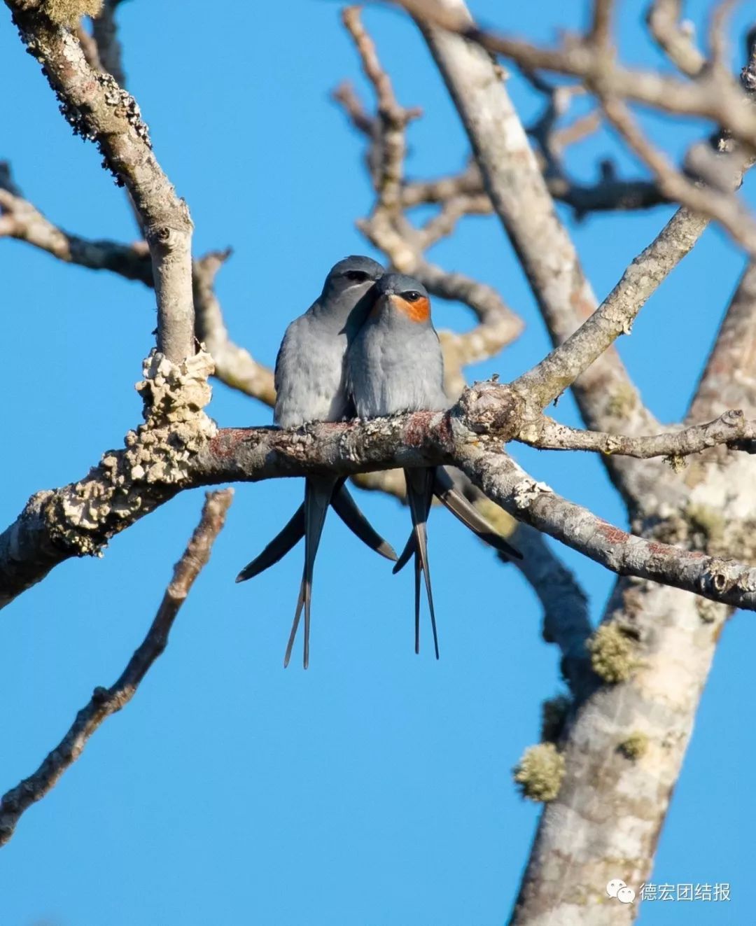 春天真的来了，这群鸟在瑞丽户瓦山大秀恩爱！