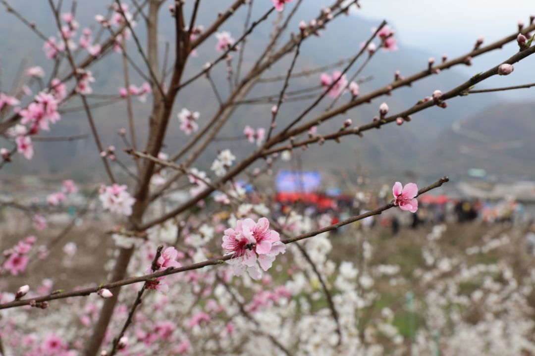 发耳镇樱桃花航拍视频出炉！敢不敢来行一场飞花令？开始！