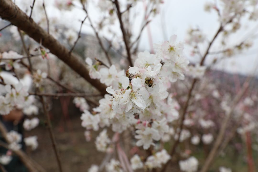 发耳镇樱桃花航拍视频出炉！敢不敢来行一场飞花令？开始！