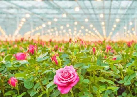 创业致富丨半个大棚鲜花就卖了3万元,*疆新**小伙是如何做到的?