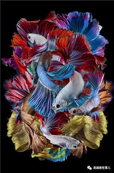 世界索尼摄影大赛作品背后的故事 (2018年索尼摄影大赛获奖作品中国)