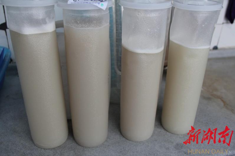 肺泡蛋白沉积症多久洗一次肺,肺里竟吸出11瓶牛奶