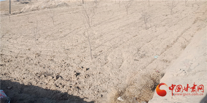 枸杞树苗骗局揭秘,枸杞十大骗局揭秘