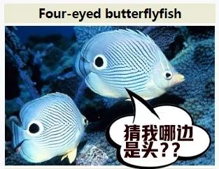 不喂奶就是不爱宝宝,不喂奶能保持胸型吗