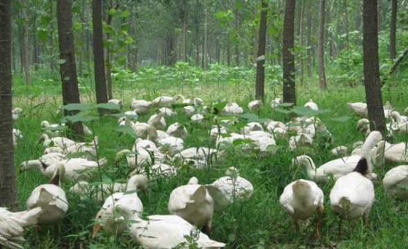 500只种鹅的饲养成本,鹅的饲养成本多少