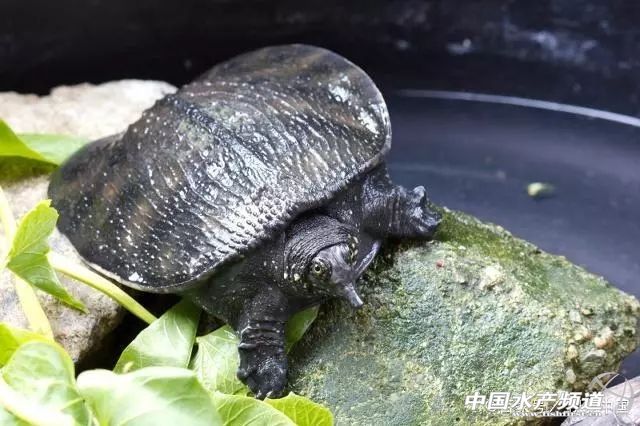 甲鱼在厨房怎么养,家养小甲鱼吃什么长得最快