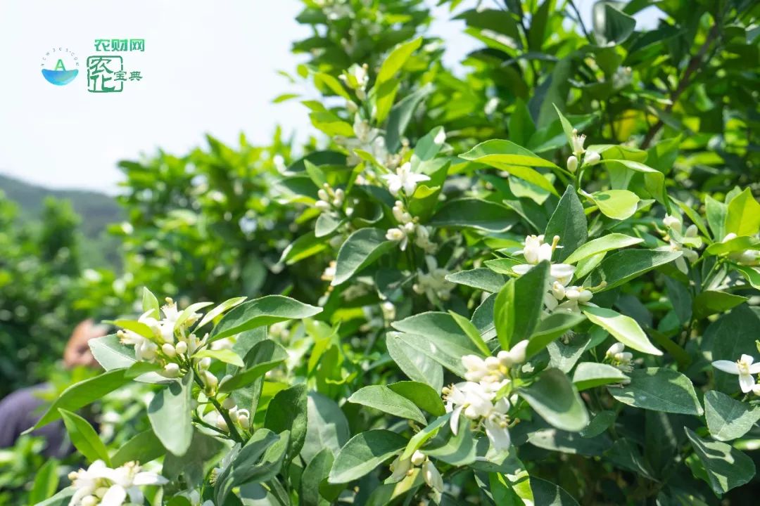 农作物倒春寒的补救措施,倒春寒来了注意防寒保暖