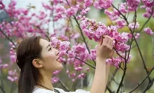 樱花季又来啦,樱花季来啦