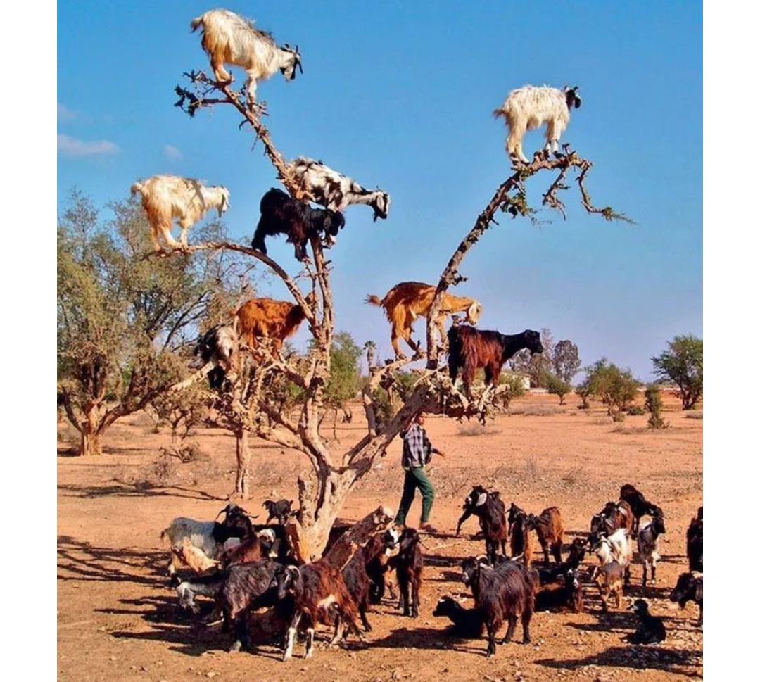 作为内蒙人，山羊这么牛的生物，竟然不了解？