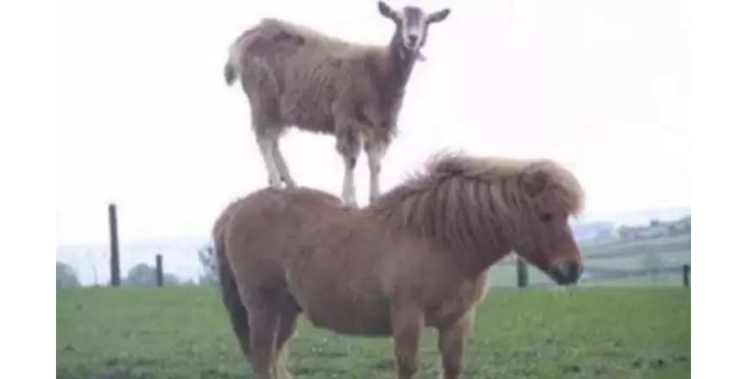 作为内蒙人，山羊这么牛的生物，竟然不了解？