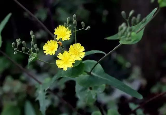 五种健康野菜常食养生,春天必吃的10大黄金野菜