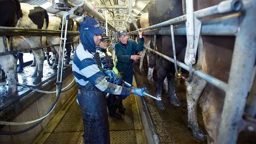 香港“夺命流感”已致226人死，提高儿童免疫力，新西兰妈妈还能做什么？