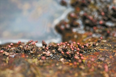 从化飞瀑草,飞瀑草