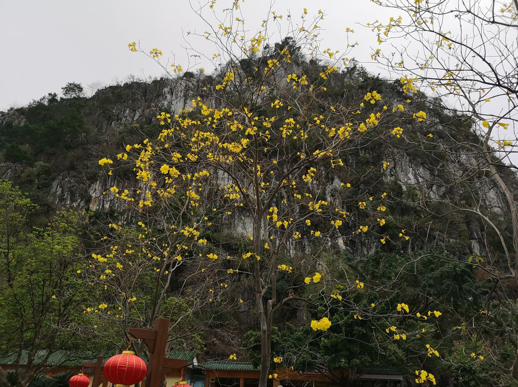 七星岩禾仙岛黄花铃木,七星岩黄花风铃四季变化