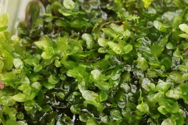 机构上百元的自然课程~春日踏青最常见的，孩子想知道的都在这里！大自然拓荒者小矮人~