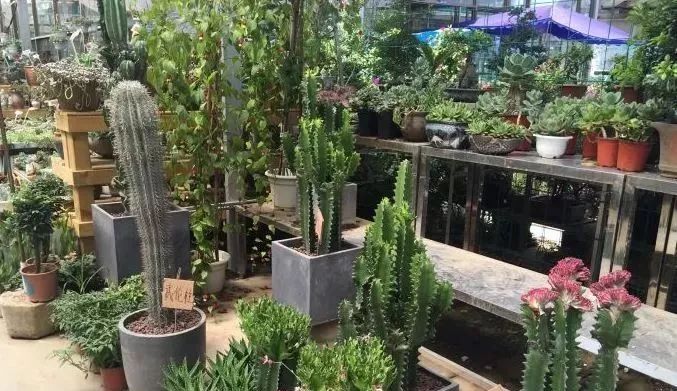 花市买花推荐,今年的花市在哪里逛