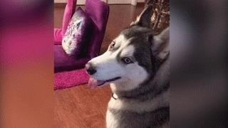 车事故原因不明能报保险吗,三者险300万撞法拉利