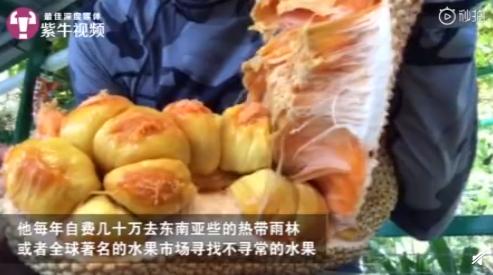 工科男成了“水果猎人”自掏数十万满世界找奇特水果