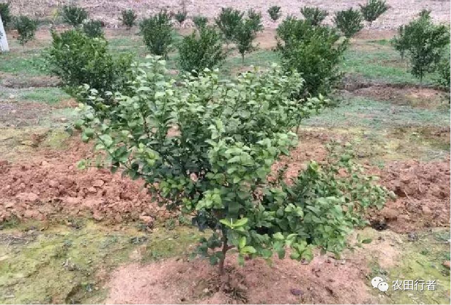 沙糖桔树卷叶的原因,砂糖橘叶片干枯是何原因