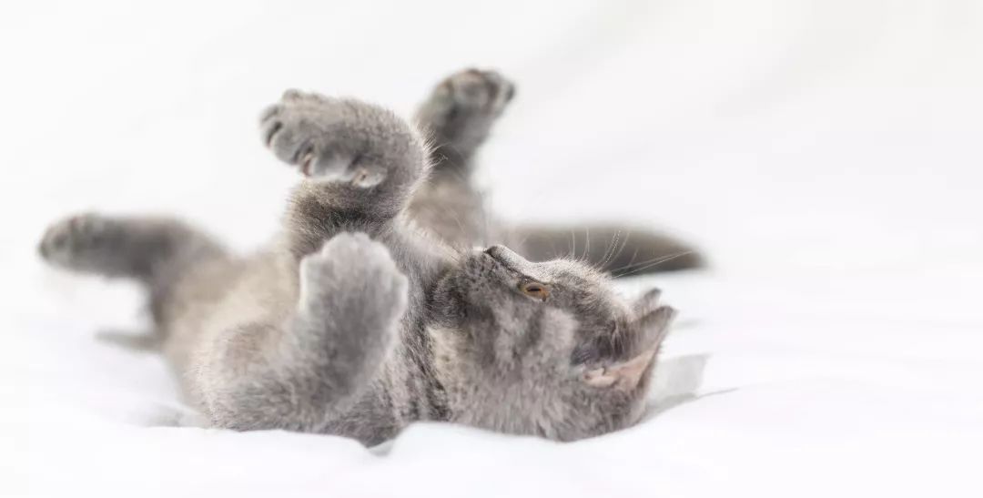 家养鹅当宠物需要注意什么,与宠物接触要注意什么