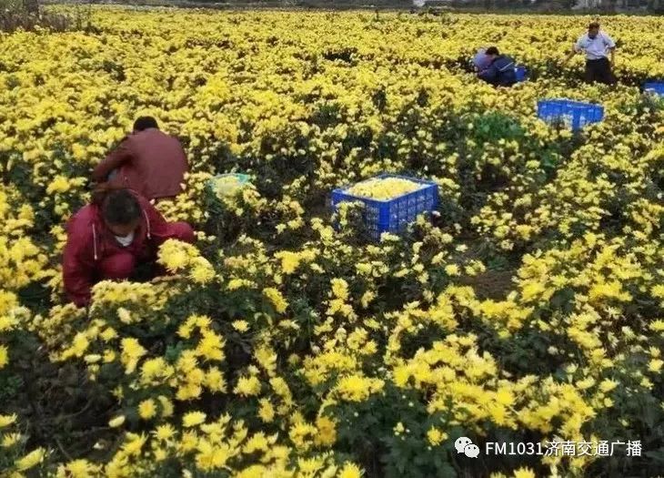春季养生清肝食物大全图片,春天清肝火明目的食物