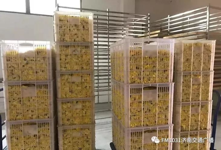 春季养生清肝食物大全图片,春天清肝火明目的食物