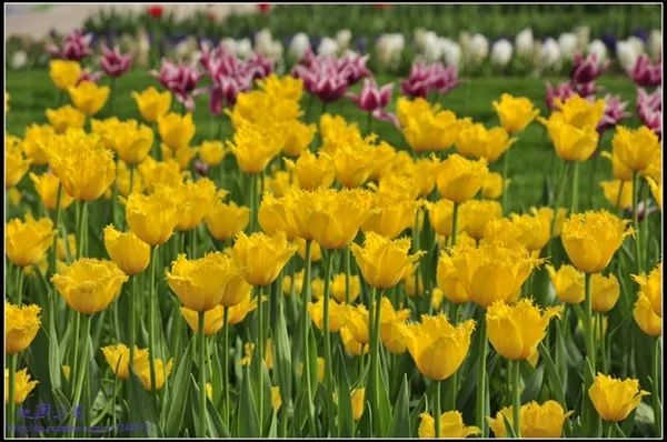 鹿泉网红打卡地免费,鹿泉太平河网红打卡圣地