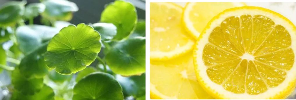 张柏芝同款防晒霜辨真假,明星黄圣依卖的防晒霜