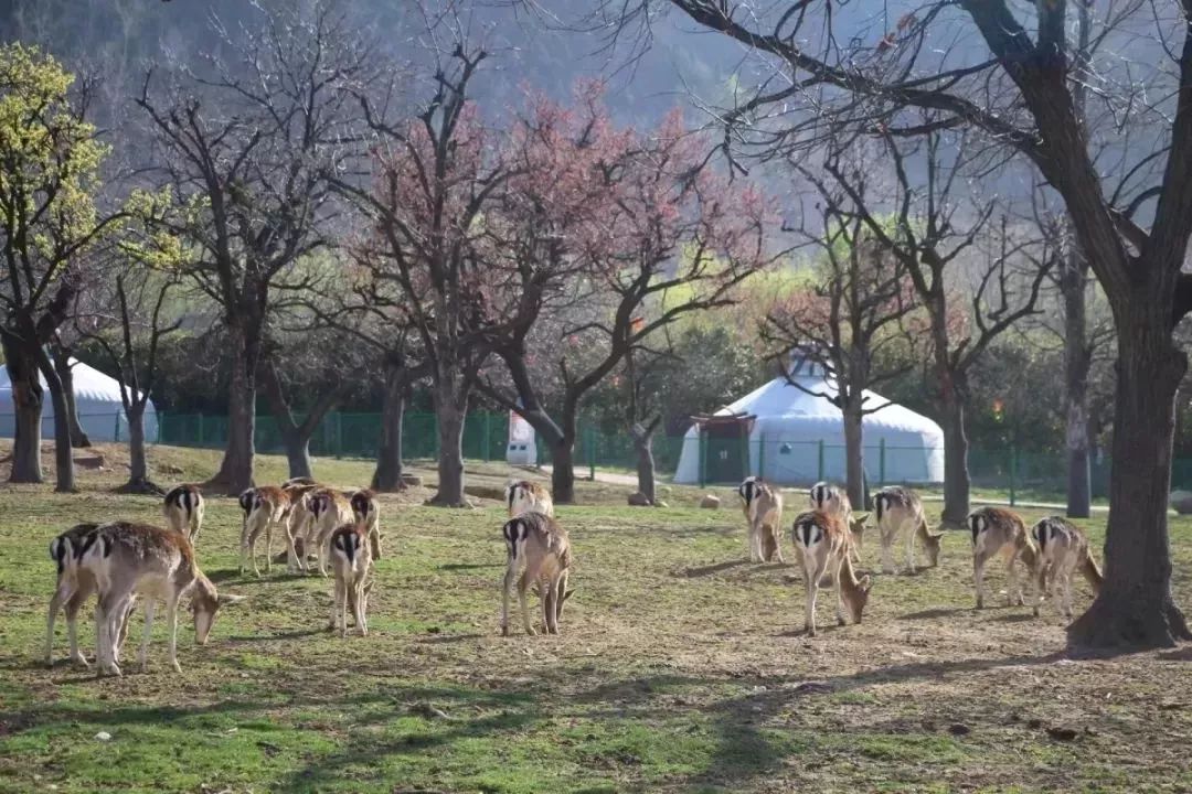 旅游微刊|西安的春天是粉色的！