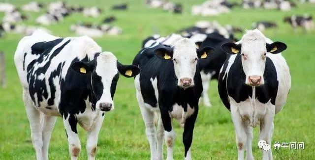 母牛胎衣不下，养牛户切不可置之不理！