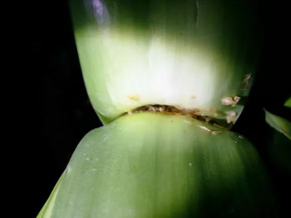 怎样预防和处理君子兰夹箭问题,君子兰夹箭最有效的处理办法