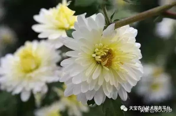 想种药材不知道选啥品种,想种药材不知道怎么卖